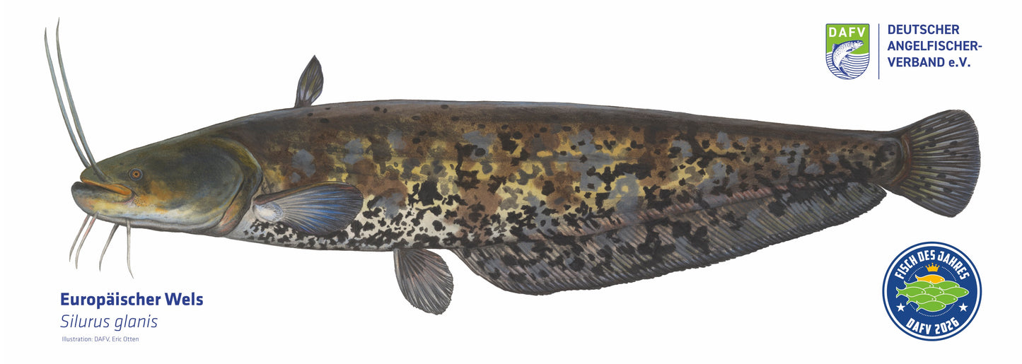 Das Poster zum Fisch des Jahres 2026, dem Wels.