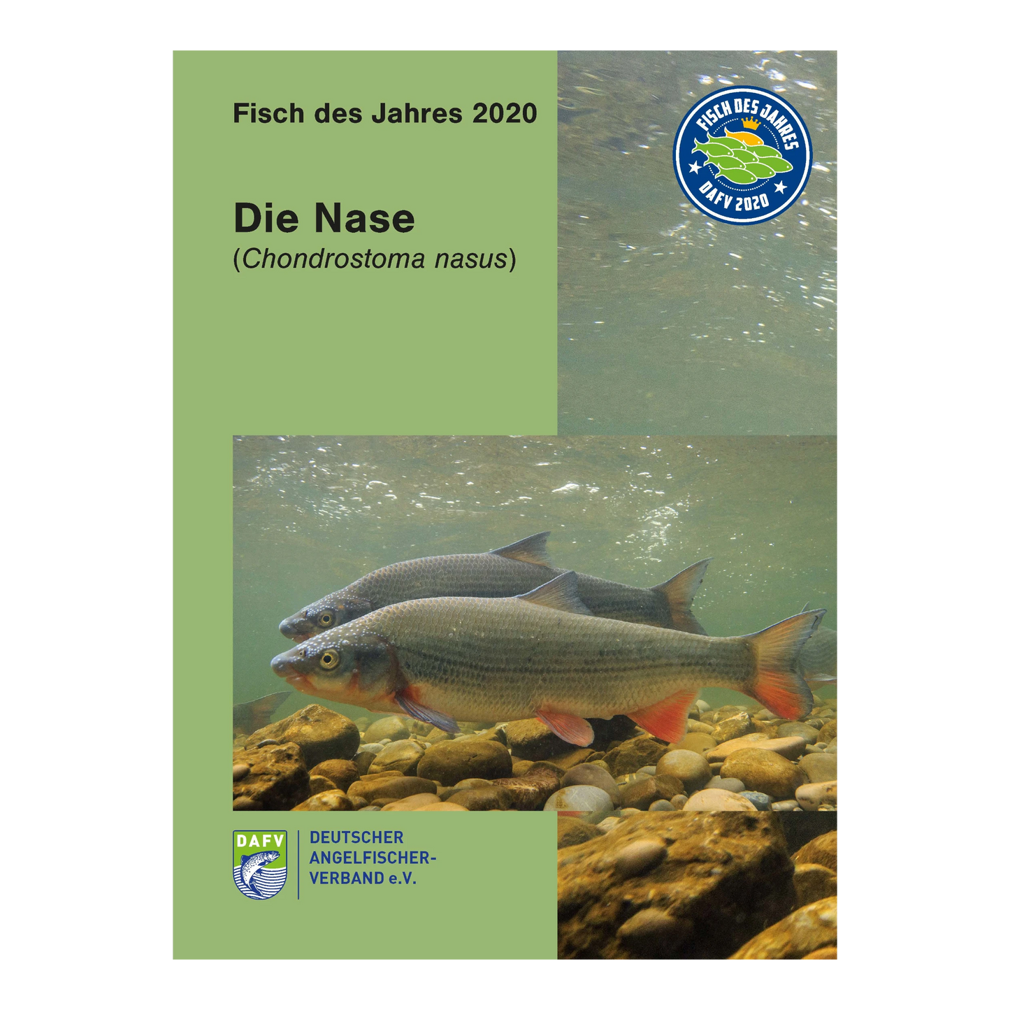 Die Nase als Fisch des Jahres 2020: DAFV-Heft zu Biologie, Gefährdung, Renaturierung und ihrer Rolle als Indikatorfisch in Fließgewässern.