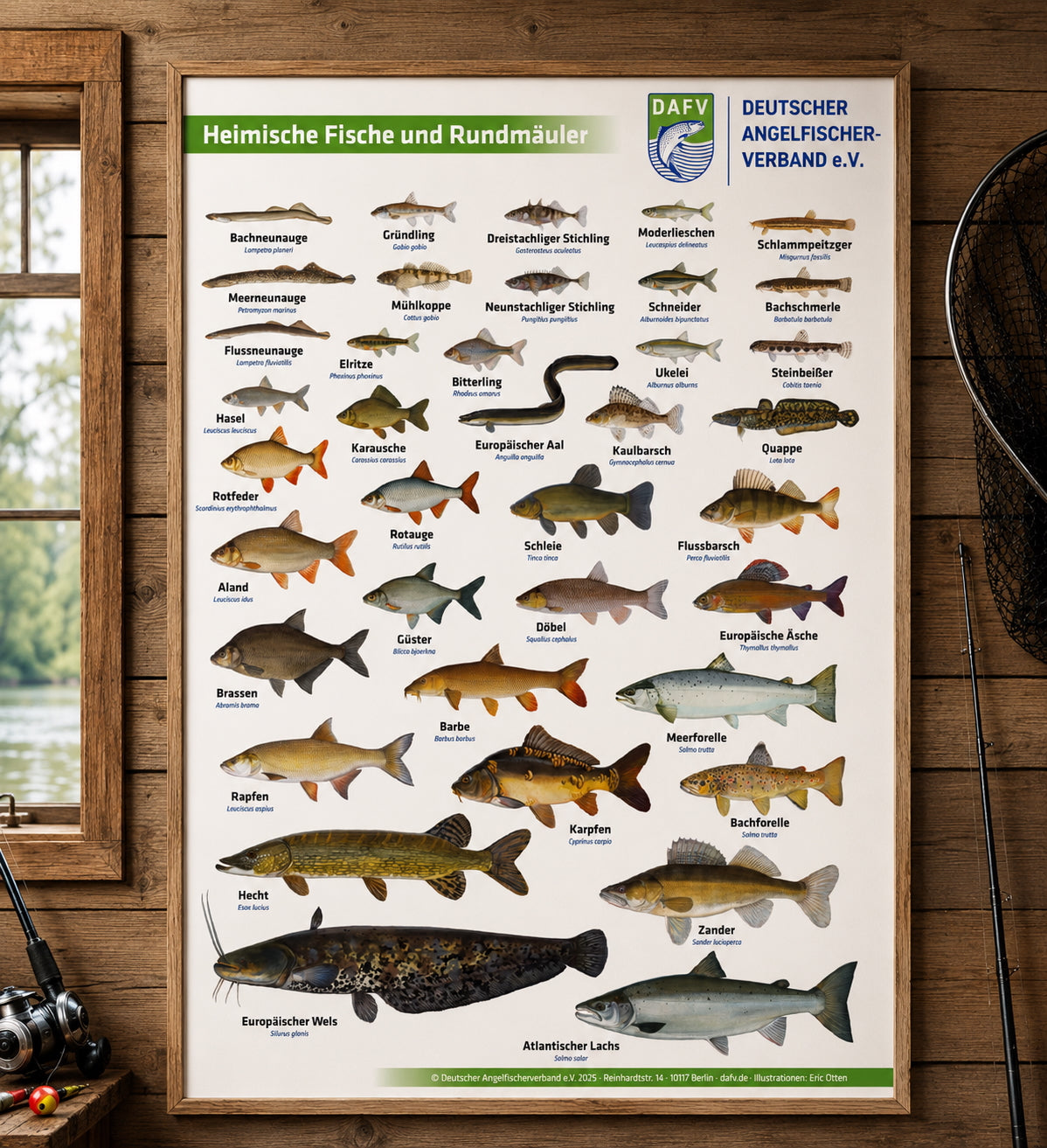 Poster des DAFV mit heimischen Fischen und Rundmäulern