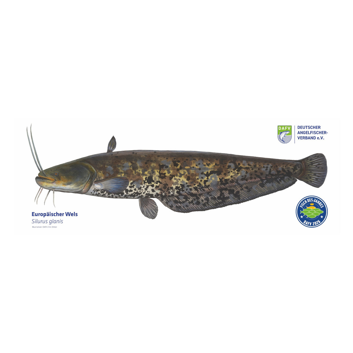 DAFV Wels-Bundle – Messer + Poster „Fisch des Jahres 2026“