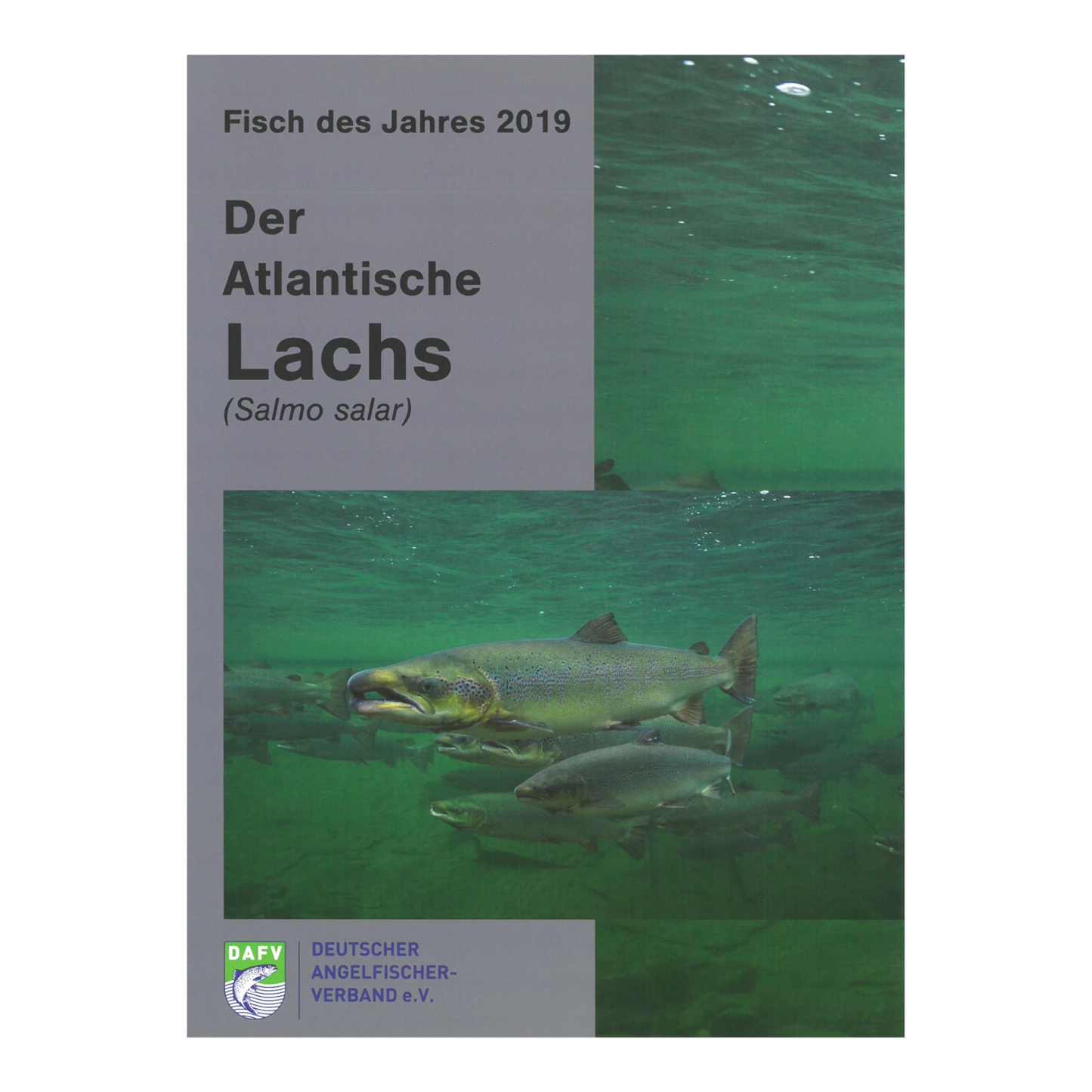 DAFV Heft zum Fisch des Jahres 2019 - Lachs (Salmo salar)