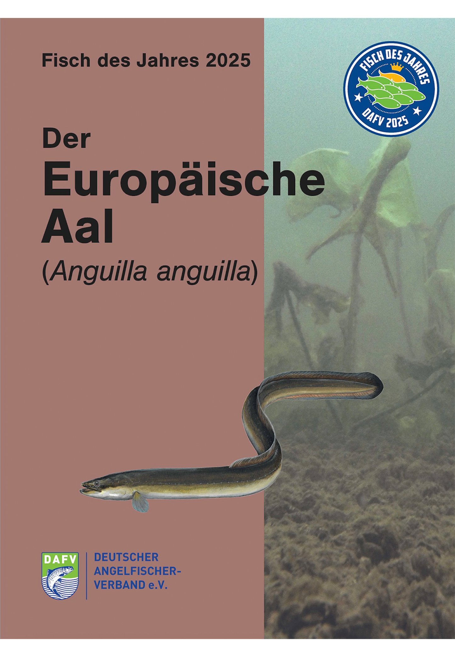DAFV Heft zum Fisch des Jahres 2025 - Aal (Anguilla anguilla)