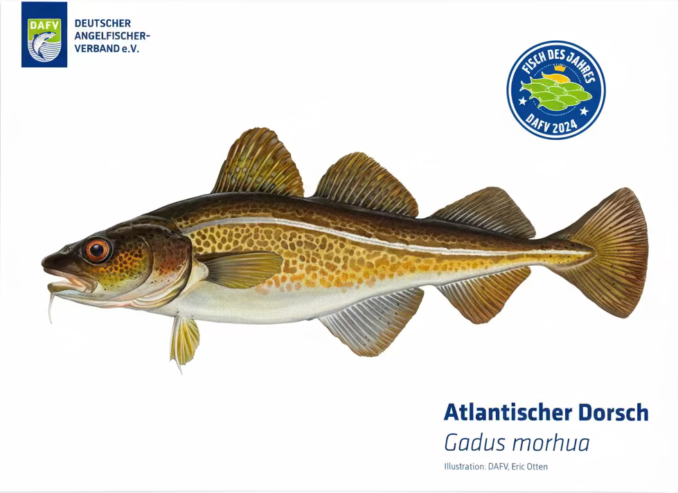 Das Fischposter Dorsch ist dem Fisch des Jahres 2024 gewidmet.