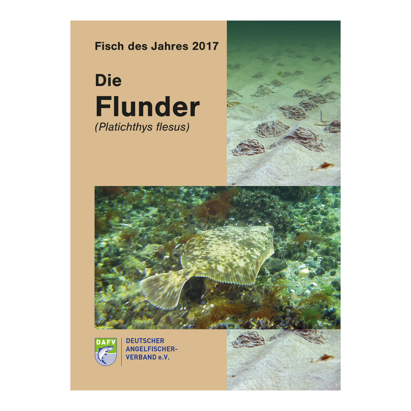 DAFV Heft zum Fisch des Jahres 2017 - Flunder (Platichthys flesus)