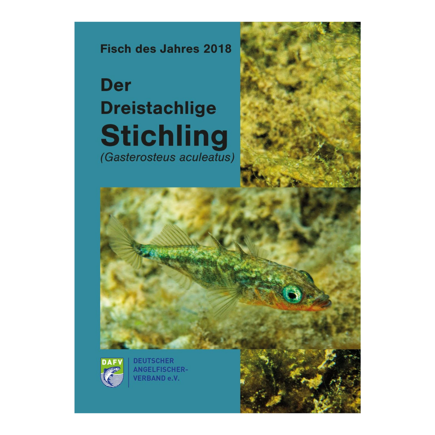 DAFV Heft zum Fisch des Jahres 2018 - Der Dreistachlige Stichling (Gasterosteus aculeatus)