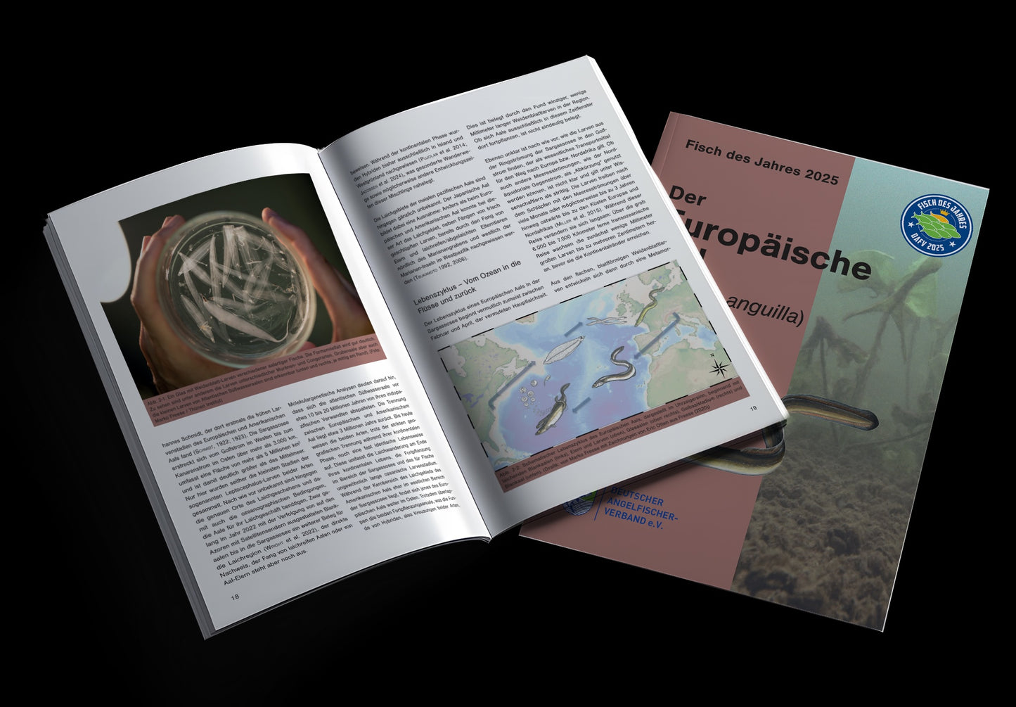 DAFV Heft zum Fisch des Jahres 2025 - Aal (Anguilla anguilla)