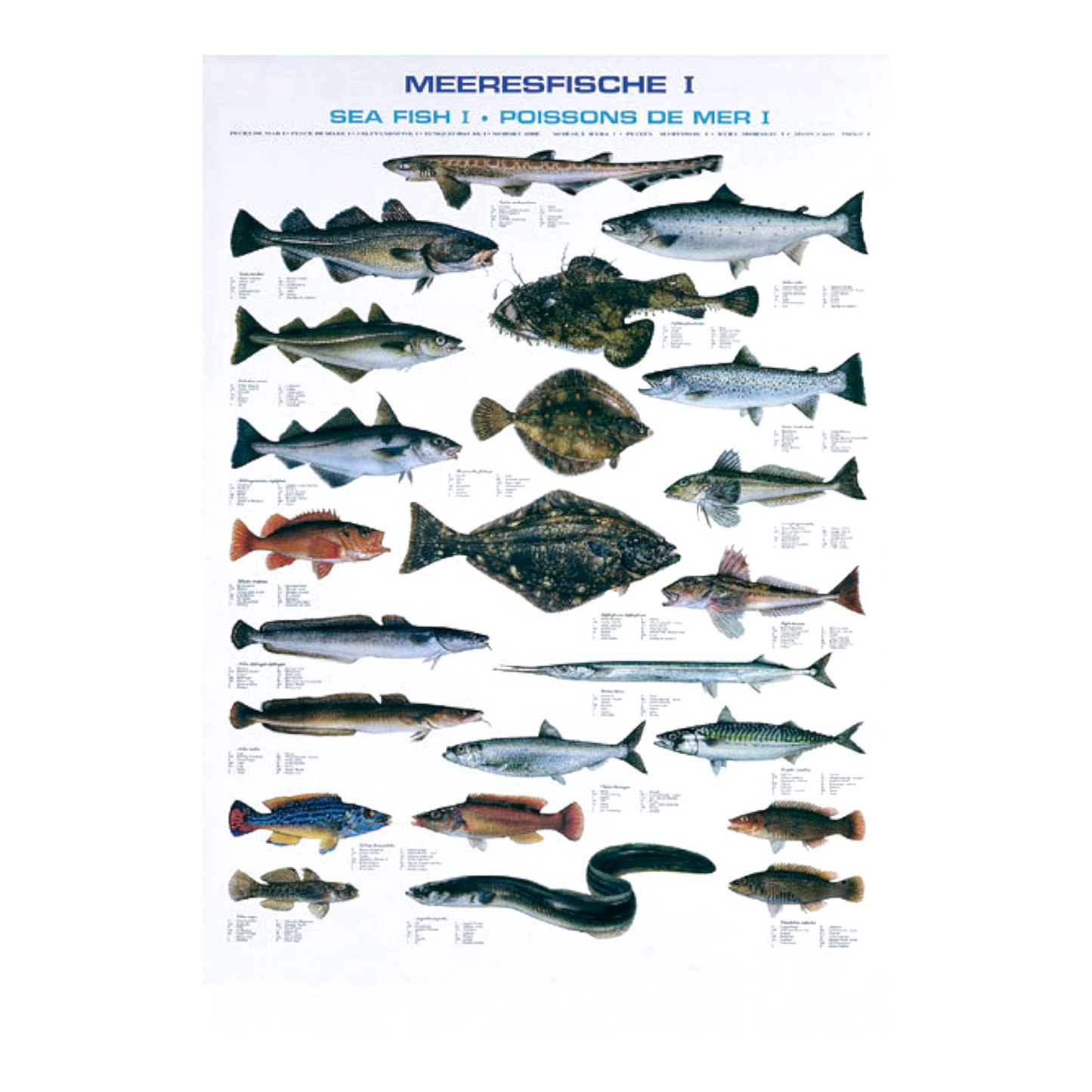 Die wichtigsten Meeresfisches des Nordens befinden sich auf dieser Fischtafel, ideal für jeden Norwegen-Angler.