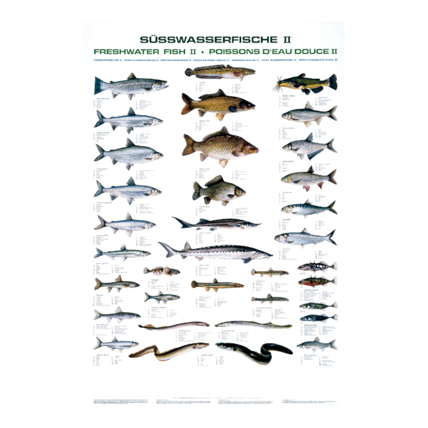 Dieses Poster zeigt Süßwasserfische, die häufig miteinander verwechselt werden.