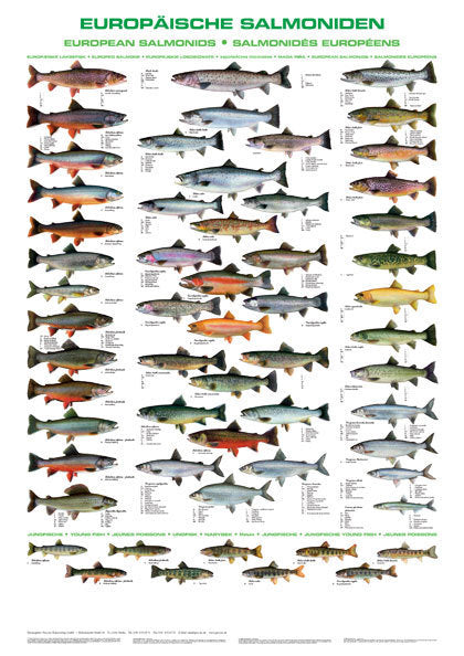 Dieses Poster zeigt auf eine prächtigen Fischtafel die europäischen Salmoniden.