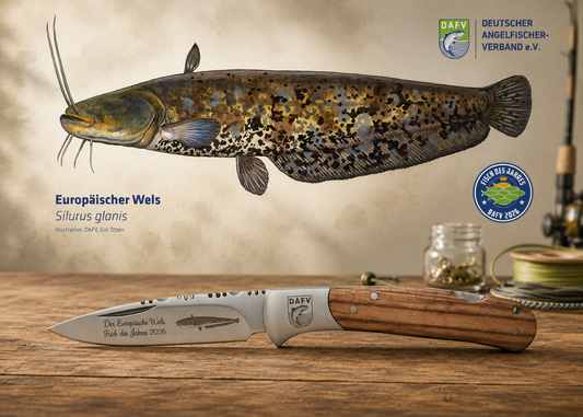 Messer PLUS Fisch-Poster zum Fisch des Jahres 2026 Europäischer Wels