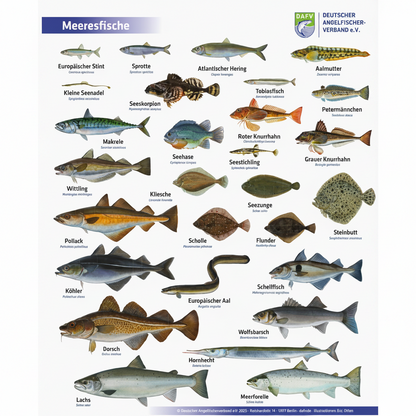 DAFV Fisch Poster mit Meeresfischen versehen, gezeichnet von Eric Otten