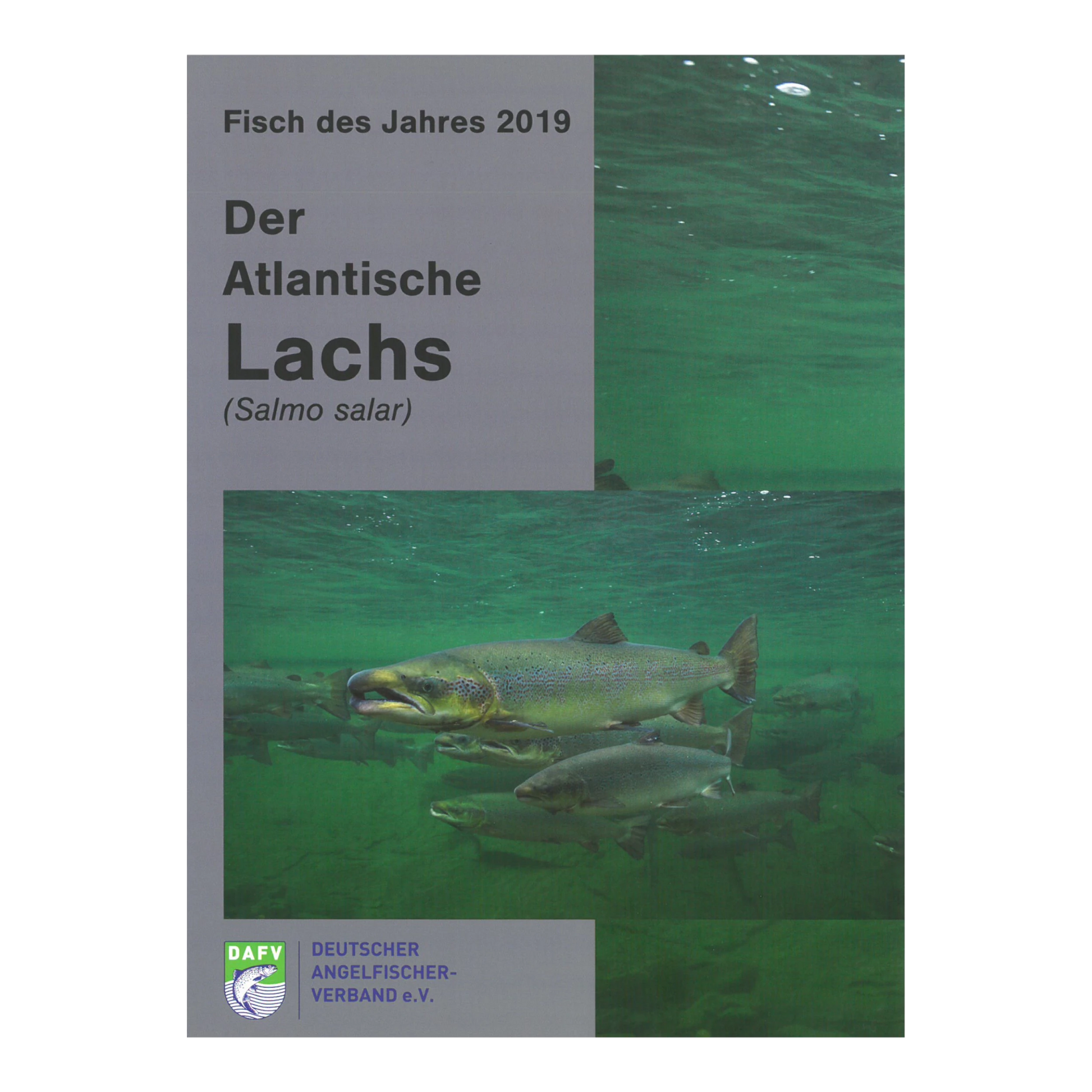 Der Lachs als Fisch des Jahres 2019: DAFV-Heft zu Biologie, Geschichte, Schutz, Wiederansiedlung sowie Spinn- und Fliegenfischen auf Lachs.