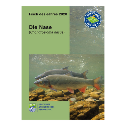 Die Nase als Fisch des Jahres 2020: DAFV-Heft zu Biologie, Gefährdung, Renaturierung und ihrer Rolle als Indikatorfisch in Fließgewässern.
