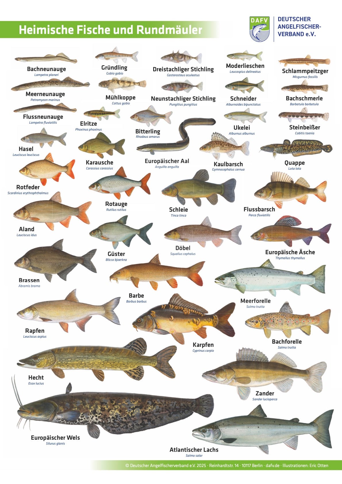 Das offizielles Poster des DAFV mit heimischen Fischen und Rundmäulern, illustriert von Eric Otten.