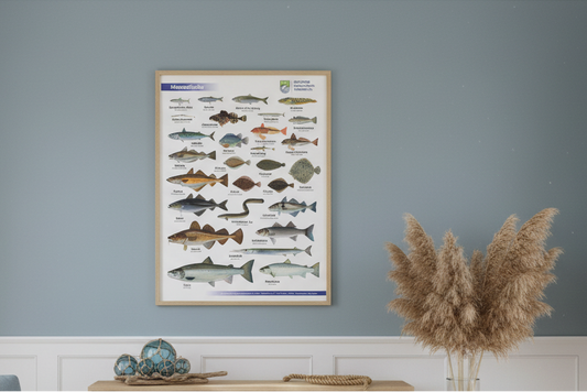 Dekoratives Fisch-Poster mit Meeresfischen aus der Nordsee und Ostsee.