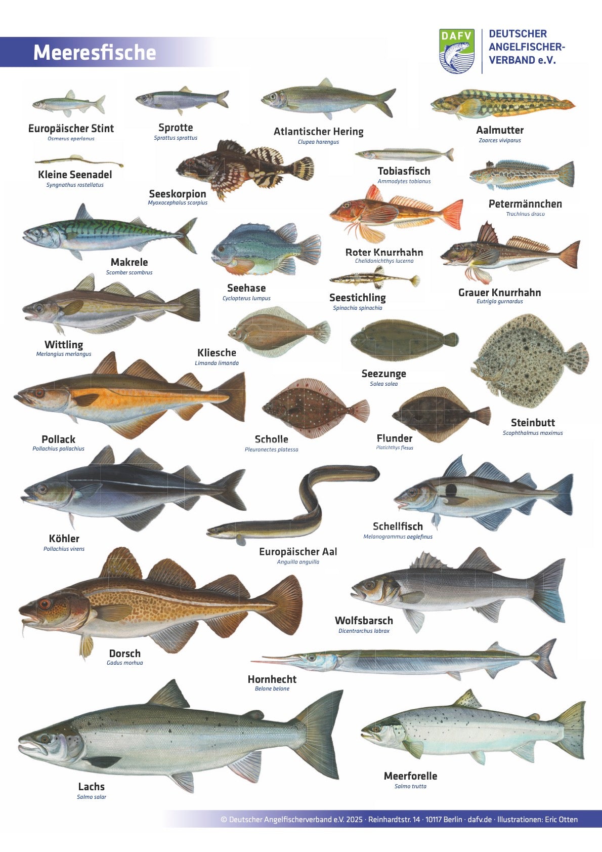 DAFV Fisch-Poster Bundle – Meeresfische und heimische Fische und Rundmäuler