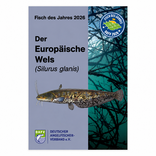 DAFV Heft „Fisch des Jahres 2026“ – Wels