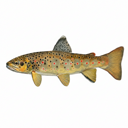 DAFV Konturenfisch „Bachforelle““ – ca. 87 cm