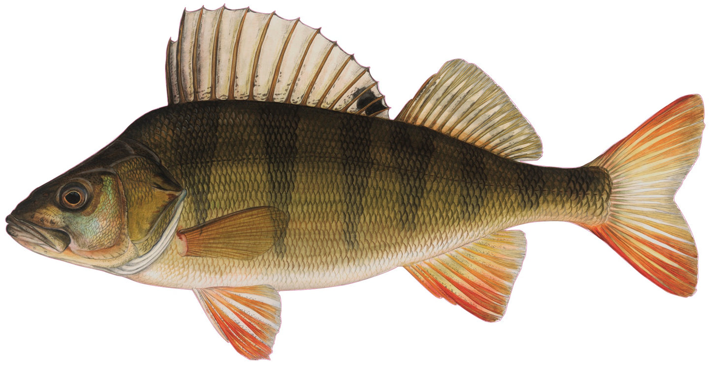 Konturenfisch-Bundle „Heimische Raubfische“, Zander, Barsch und Hecht