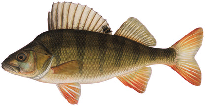 Konturenfisch-Bundle „Heimische Raubfische“, Zander, Barsch und Hecht