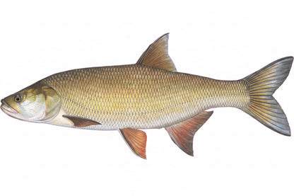 DAFV Konturenfisch "Rapfen" ca. 80 cm - Traumfisch auf stabiler STADUR-Platte