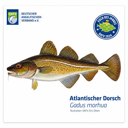 DAFV Fisch-Poster „Atlantischer Dorsch"