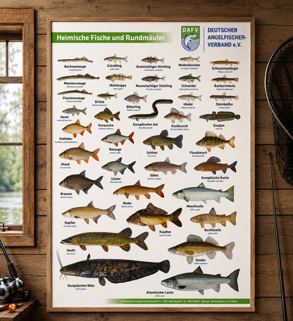 Poster des DAFV mit heimischen Fischen und Rundmäulern
