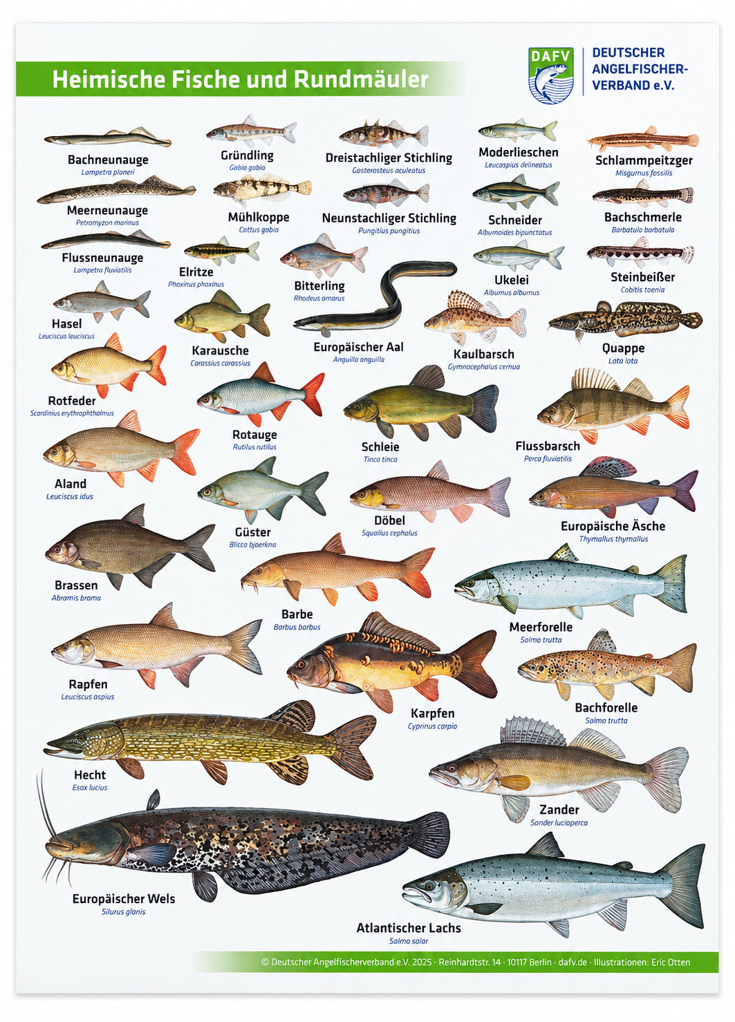 Poster des DAFV mit Fischmotiven Heimische Fische und Rundmäuler, gezeichnet von Eric Otten