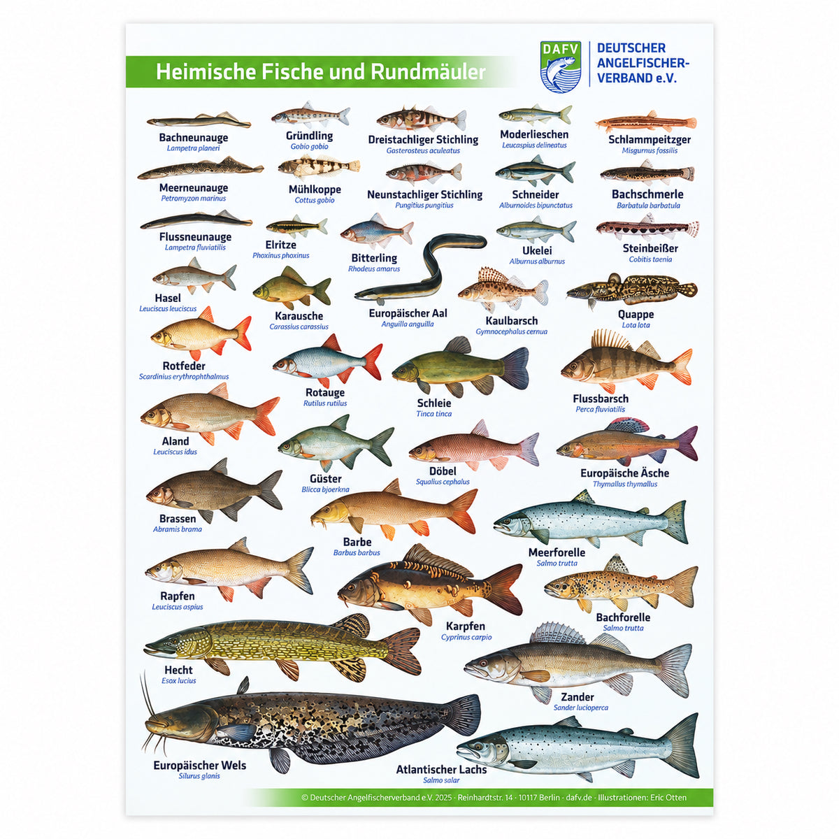 DAFV Fisch-Poster „Heimische Fische und Rundmäuler“