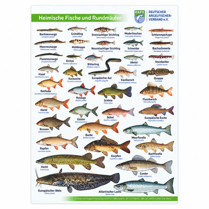 DAFV Fisch-Poster „Heimische Fische und Rundmäuler“