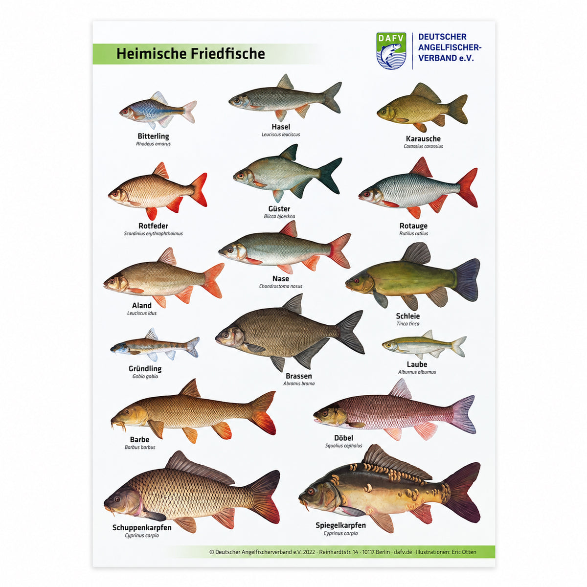 Poster des DAFV mit Heimischen Friedlichen, gezeichnet von Eric Otten
