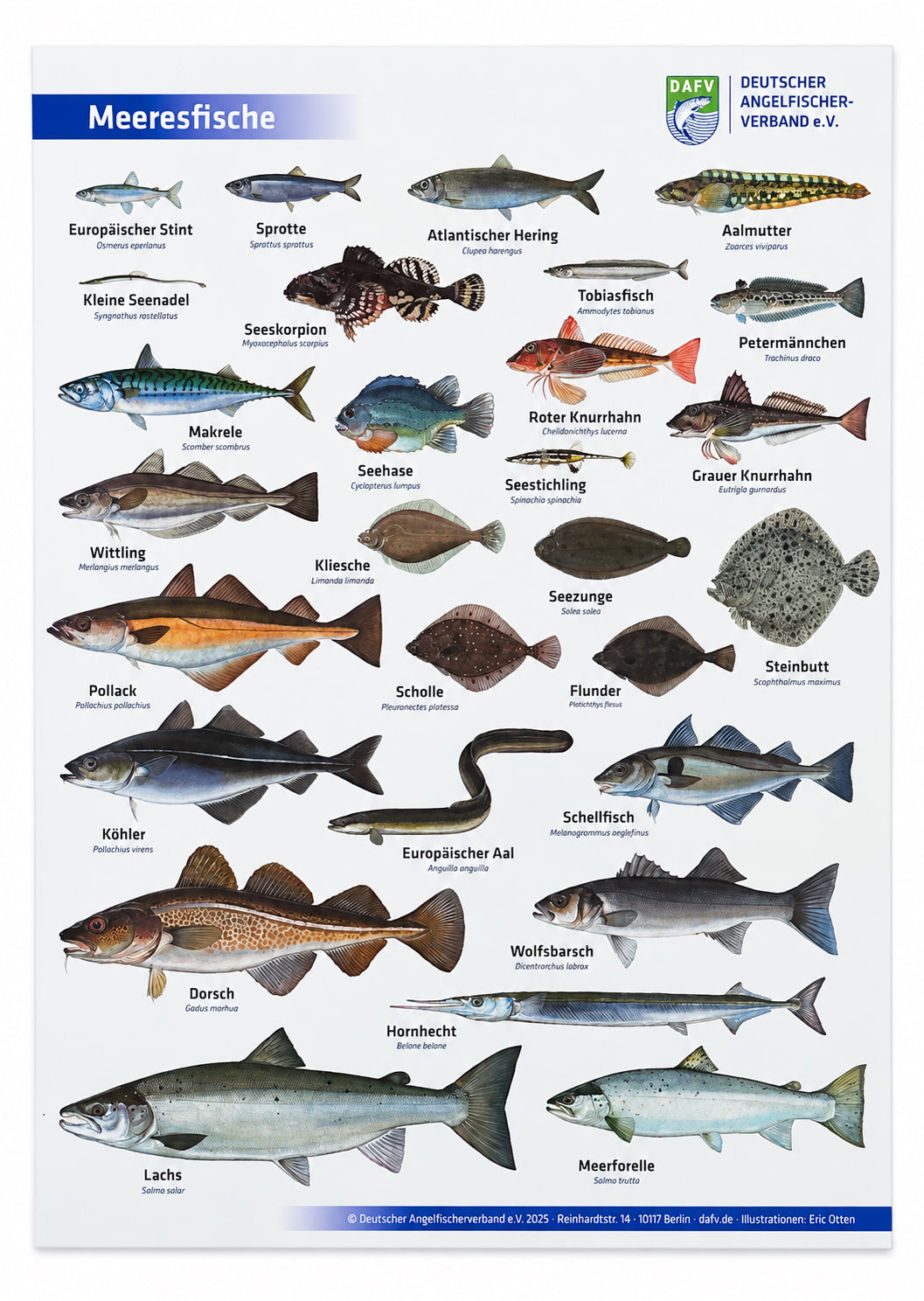Ein Poster des DAFV entwickelt, mit Fischmotiven, gezeichnet von Eric Otten, hier sind unterschiedliche Meeresfische zu sehen