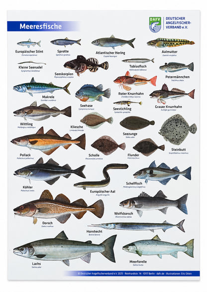 Ein Poster des DAFV entwickelt, mit Fischmotiven, gezeichnet von Eric Otten, hier sind unterschiedliche Meeresfische zu sehen