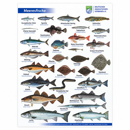 DAFV Fisch-Poster „Meeresfische“