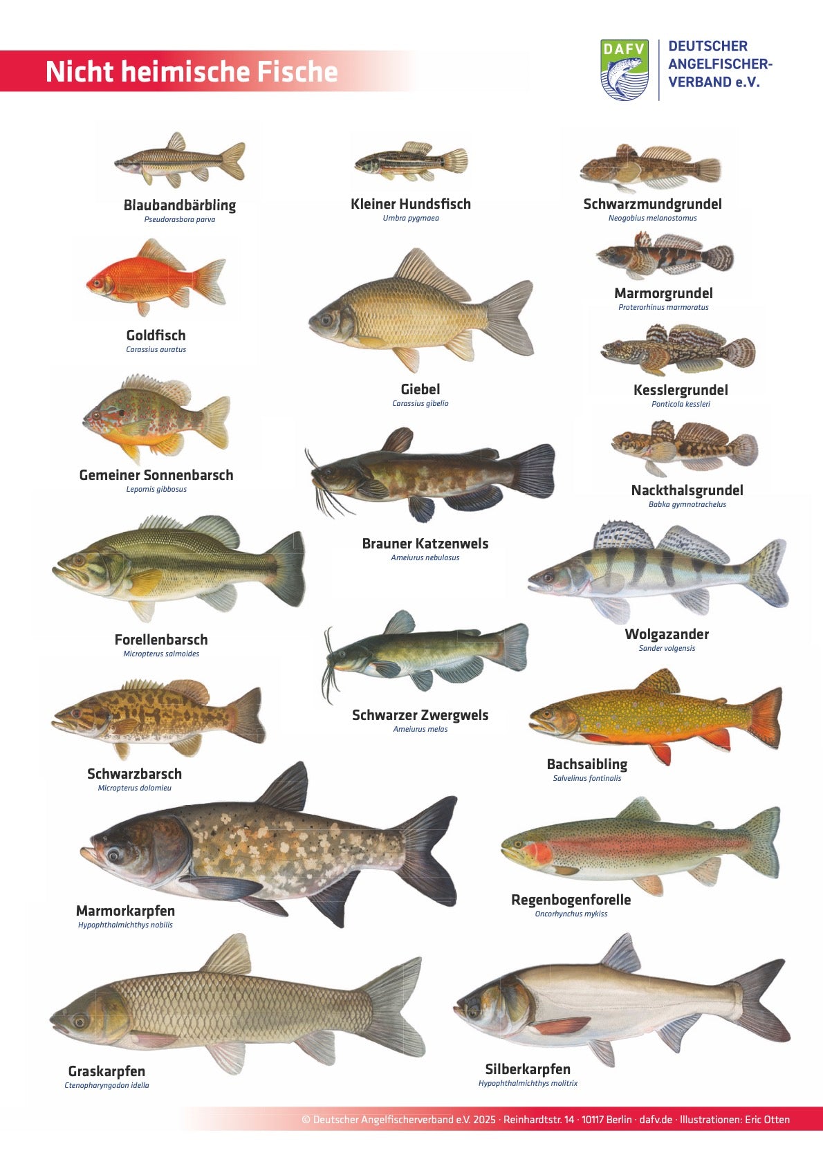 DAFV Fisch-Poster „Nicht heimische Fische“ – Lehr- und Deko-Poster