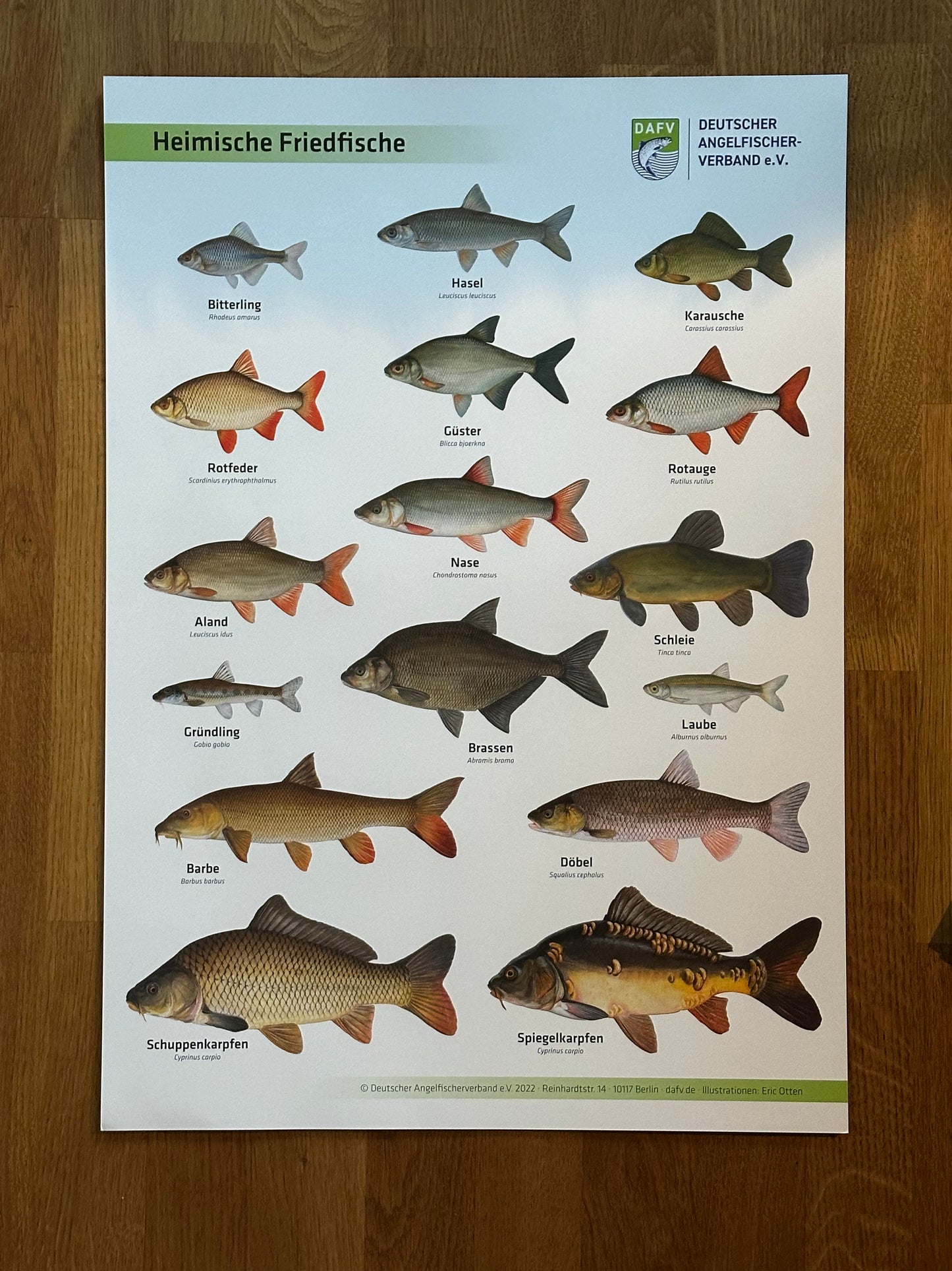 DAFV Fisch-Poster „Heimische Friedfische“ – Lehr- und Deko-Poster