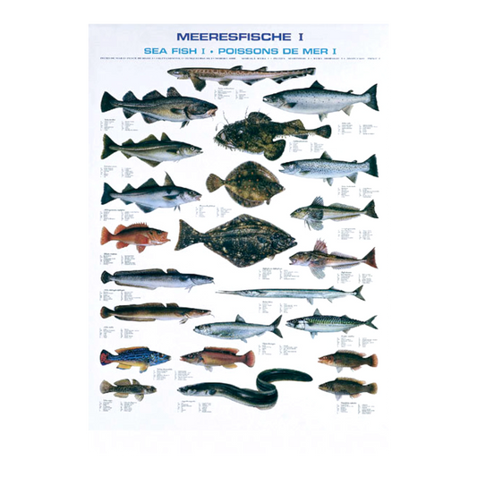 PESCARS Fischtafel Meeresfische I (Poster)