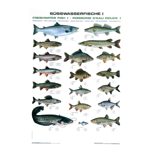 PESCARS Fischtafel Süßwasserfische I (Poster)