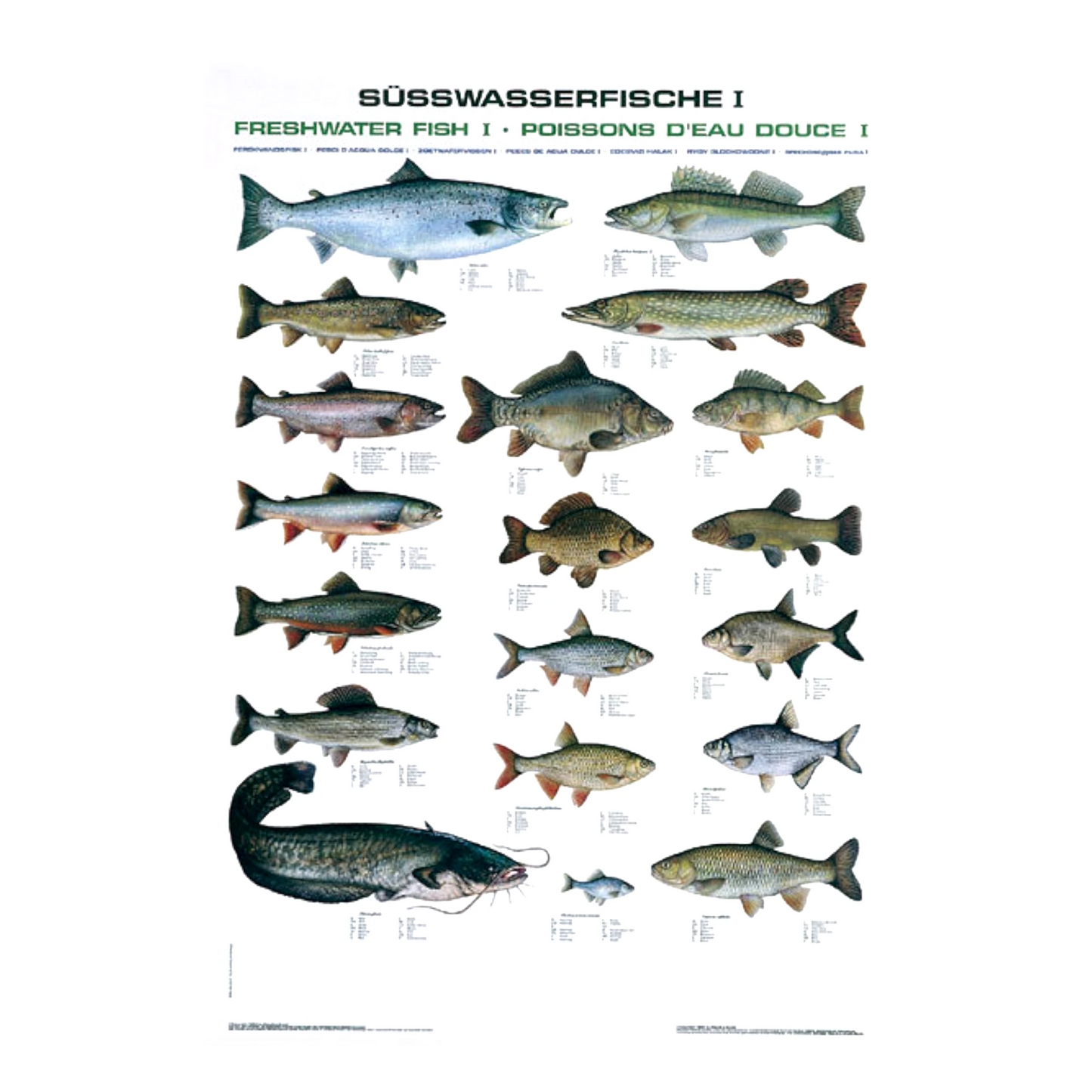 Das Poster (Fischtafel) zeigt die beliebtesten Süßwasserfische.