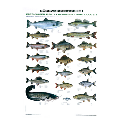Das Poster (Fischtafel) zeigt die beliebtesten Süßwasserfische.