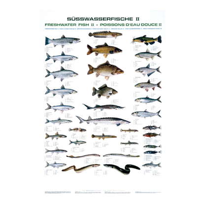 Dieses Poster zeigt Süßwasserfische, die häufig miteinander verwechselt werden.