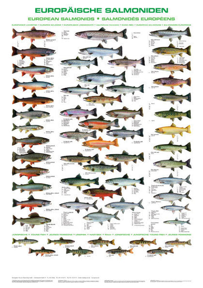 Dieses Poster zeigt auf eine prächtigen  Fischtafel die europäischen Salmoniden.